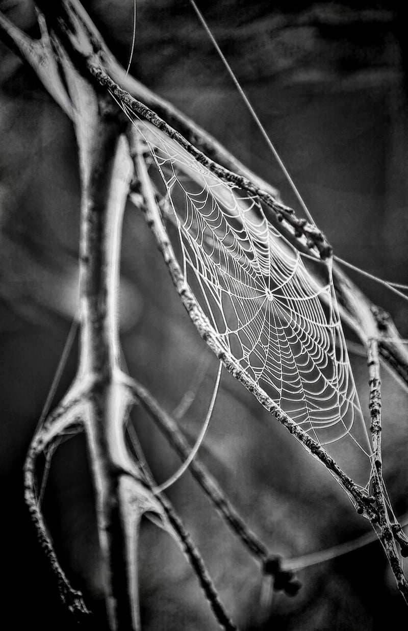Creepy Chronicles