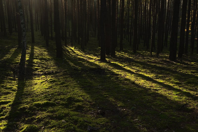 Dark and eerie forest