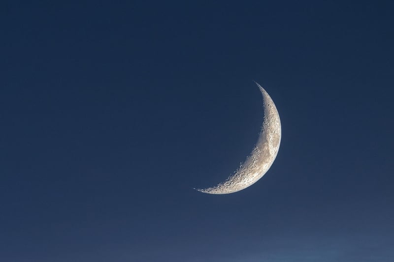 Moonlit Forest